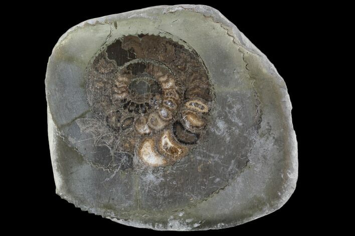 Polished Ammonite (Dactylioceras) Half - England #103784